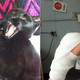 Image for article titled Why Cat Bites Are Pretty Much the Worst Thing Ever